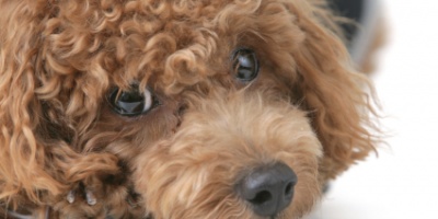 Dog Dog