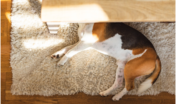 carpet cleaning services Los Angeles